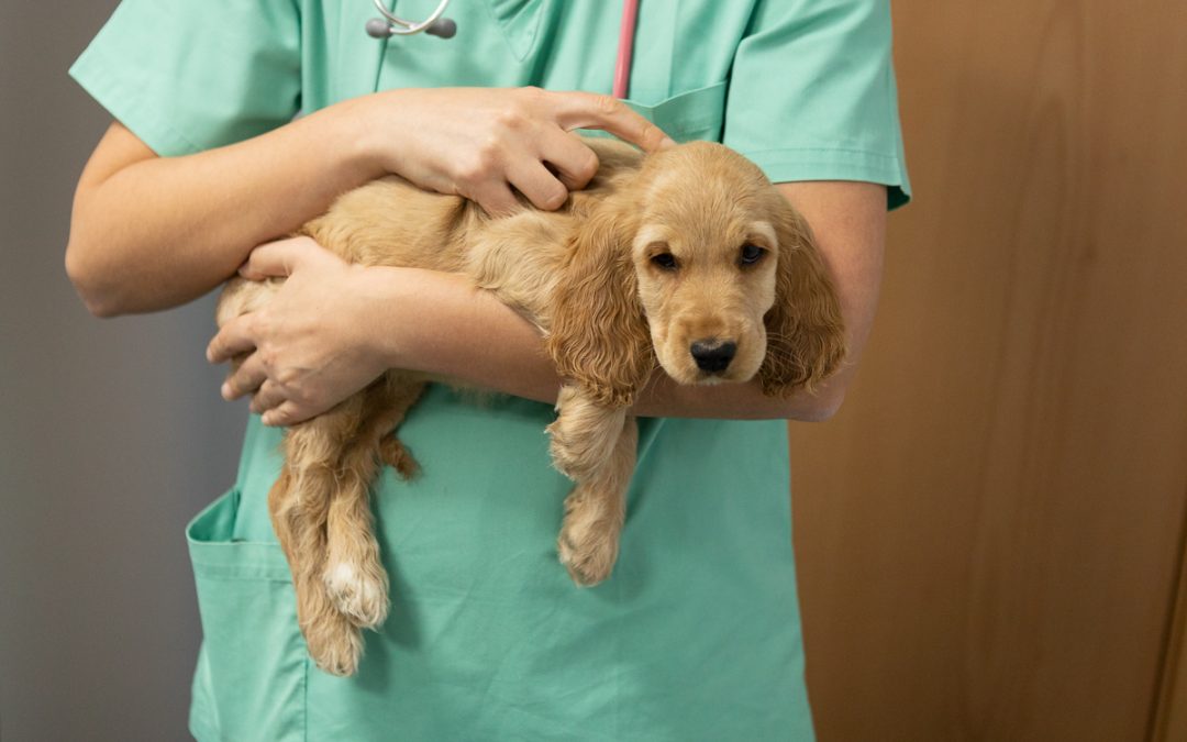 Primeira Consulta no Veterinário
