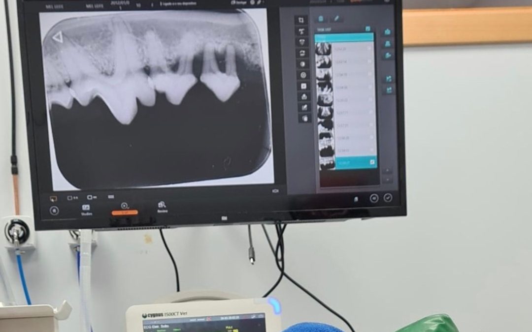 Doença Periodontal em Animais