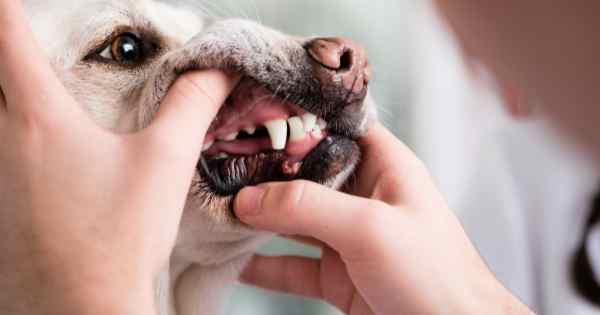 Doen&ccedil;a periodontal em animais - Allvetcare