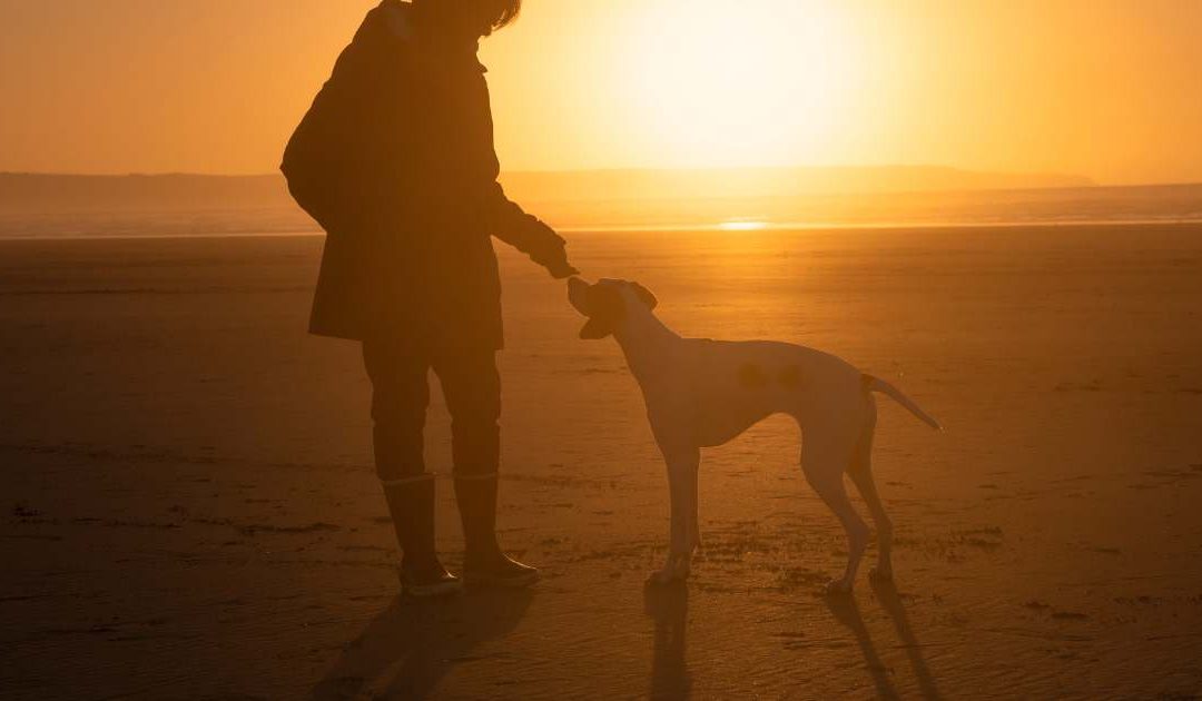Oncologia Veterinária: Avanços e Cuidados para Animais de Companhia