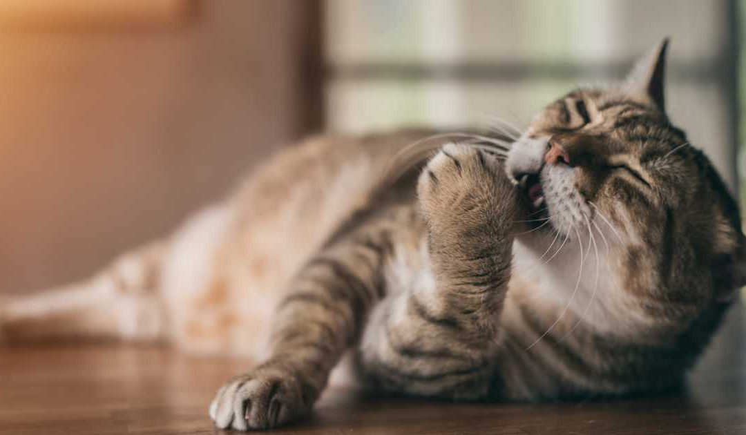 Obesidade Animal: Causas, Impacto e Soluções para uma Vida Saudável