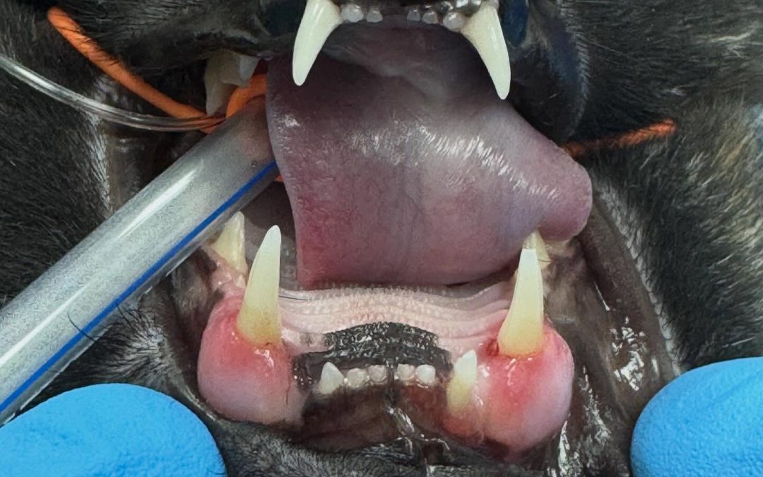 Doença periodontal e reabsorção dentária em gatos