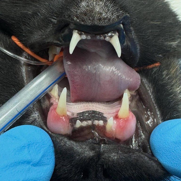Dentisteria e Odontologia: Doença periodontal e reabsorção dentária em gatos (imagem 1 de 3)