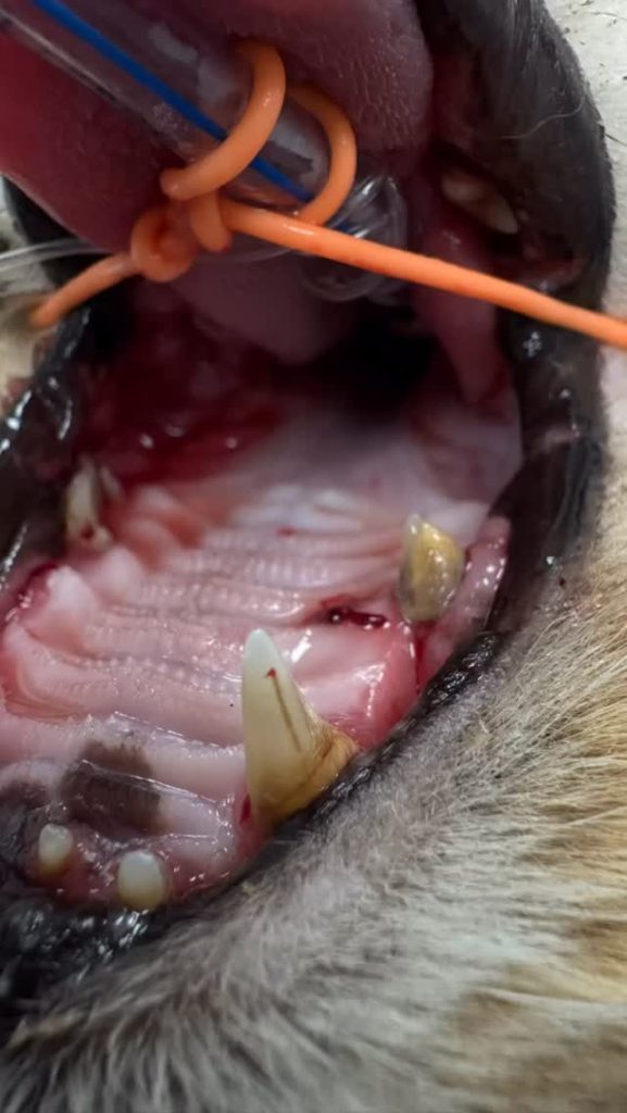 Dentisteria e Odontologia: Gengivoestomatite crónica felina