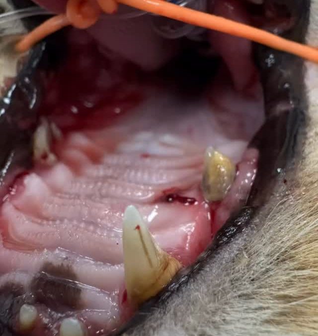 Gengivoestomatite crónica felina