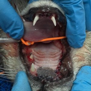 Dentisteria e Odontologia: Gengivoestomatite felina e exodontia subtotal (imagem 5 de 6)
