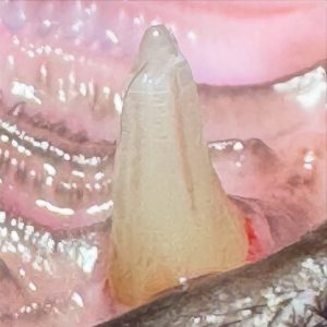 Dentisteria e Odontologia: Fratura de esmalte em canino felino