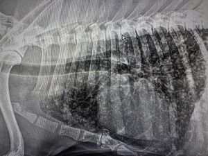 TAC: TAC no diagnóstico de metástases pulmonares (imagem 1 de 2)