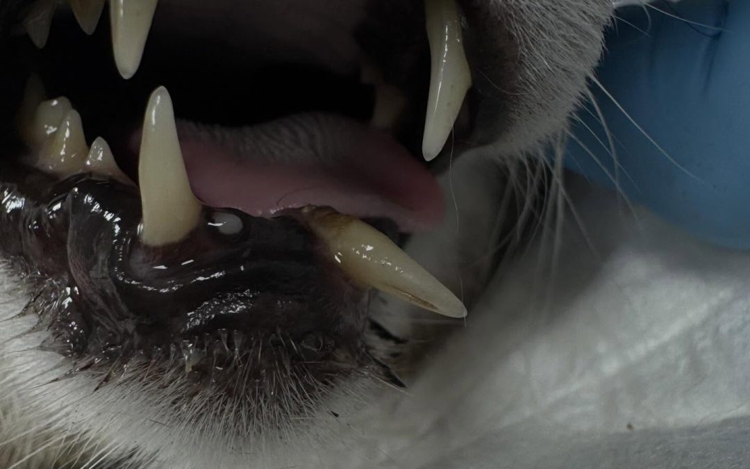 Doença reabsortiva felina em gatos séniores