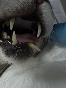 Dentisteria e Odontologia: Doença reabsortiva felina em gatos séniores (imagem 1 de 3)