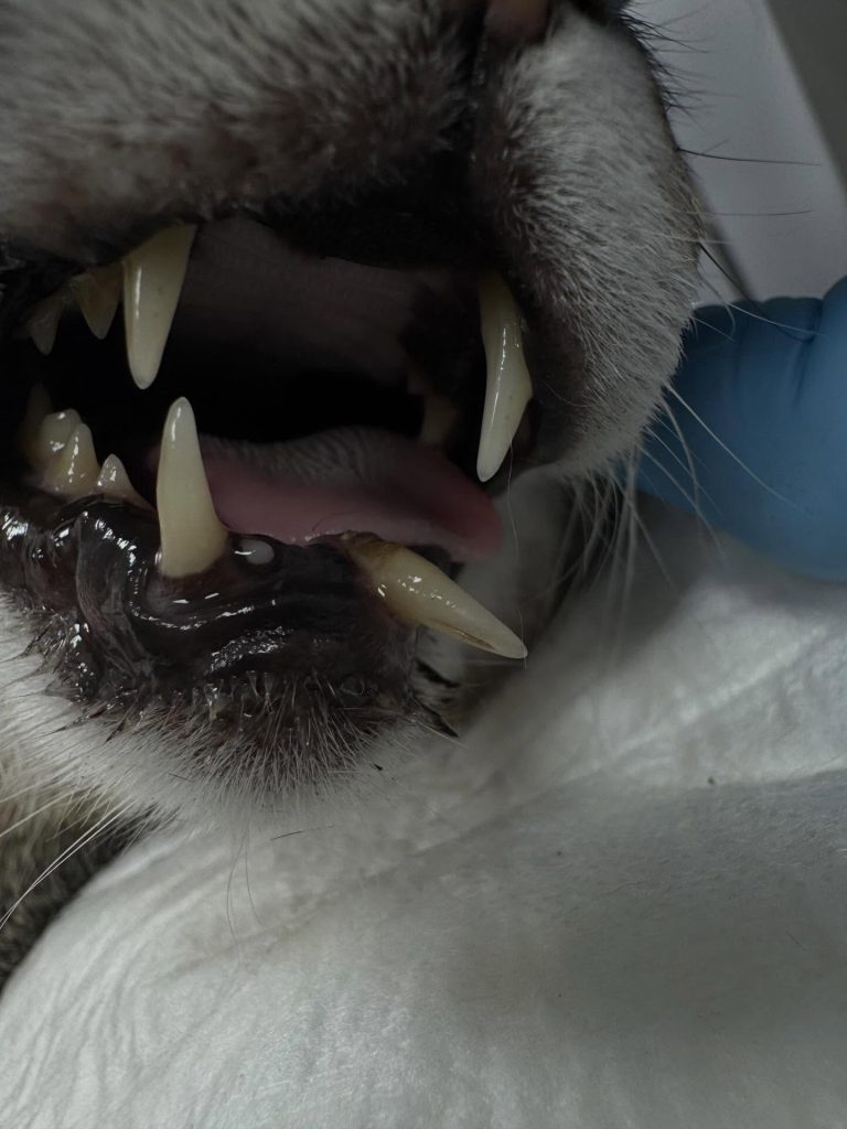Dentisteria e Odontologia: Doença reabsortiva felina em gatos séniores (imagem 1 de 3)