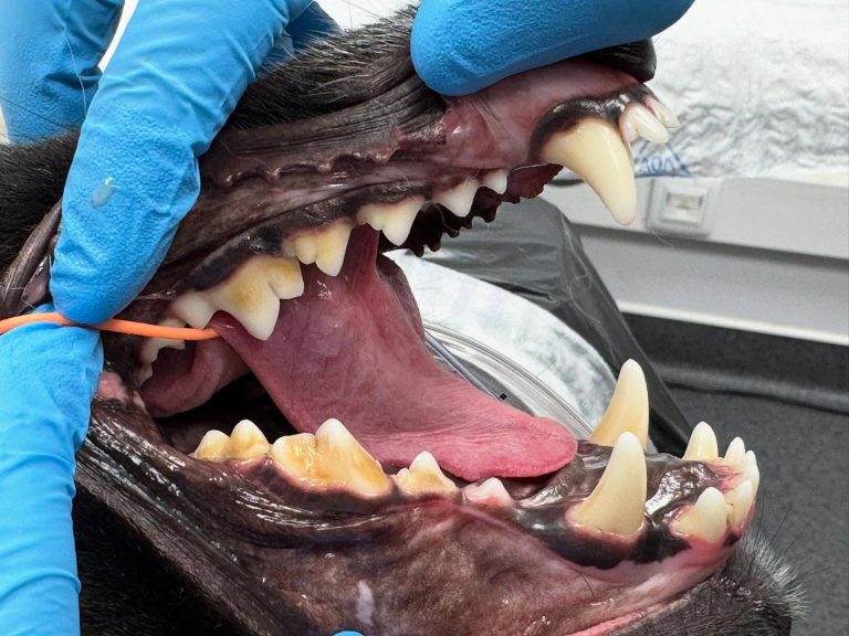 Dentisteria e Odontologia: Doença periodontal em animais jovens (imagem 1 de 4)