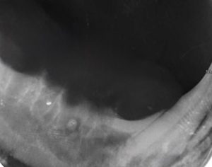 Dentisteria e Odontologia: Ápice migrante em odontologia felina (imagem 4 de 4)