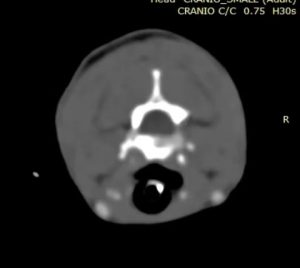 TAC: Contraste iodado em TAC veterinária (imagem 3 de 3)