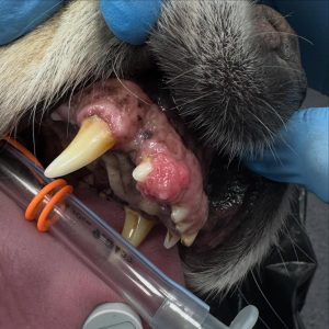 Oncologia: Ameloblastoma maxilar em cão