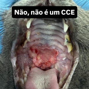 Oncologia: Adenocarcinoma salivar no palato de um gato (imagem 1 de 4)