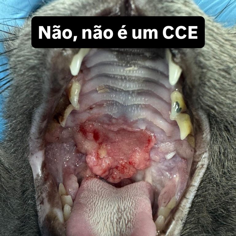 Oncologia: Adenocarcinoma salivar no palato de um gato (imagem 1 de 4)