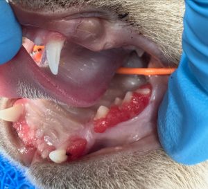 Dentisteria e Odontologia: Hiperplasia gengival juvenil em gatos (imagem 4 de 5)
