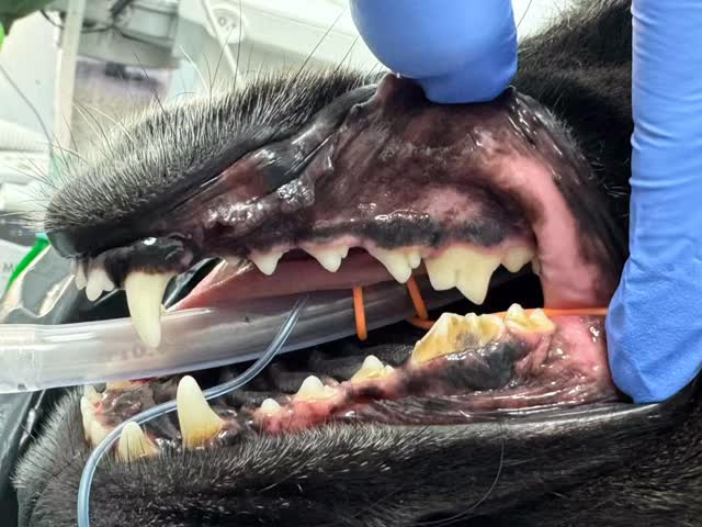 Fraturas dentárias por objetos duros
