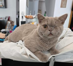 Dentisteria e Odontologia: Hiperplasia gengival juvenil em gatos (imagem 1 de 5)