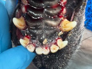 Dentisteria e Odontologia: Lesões periodontais ocultas em cães (imagem 3 de 5)