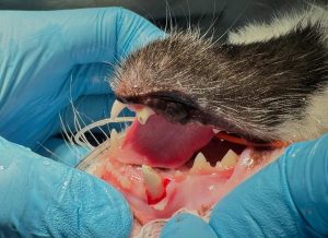 Dentisteria e Odontologia: Fratura dentária felina com radiologia intraoral (imagem 1 de 2)