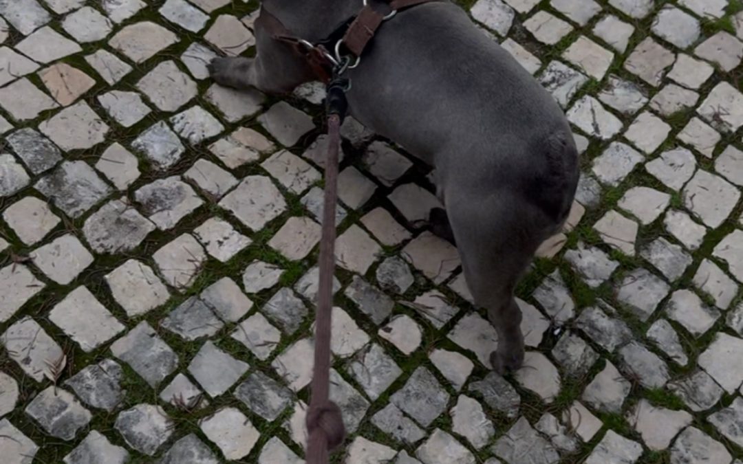 Ruídos respiratórios em cães braquicefálicos