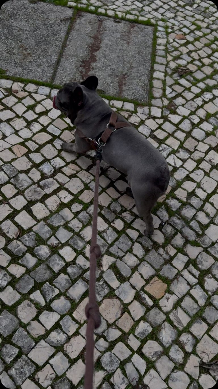 Medicina Interna: Ruídos respiratórios em cães braquicefálicos