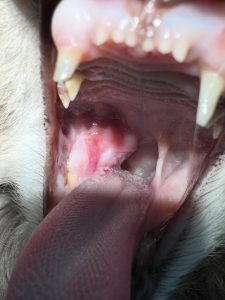 Dentisteria e Odontologia: Lesões orais que enganam (imagem 4 de 5)