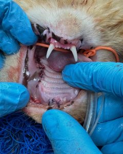 Dentisteria e Odontologia: Suturas na cavidade oral veterinária (imagem 1 de 2)