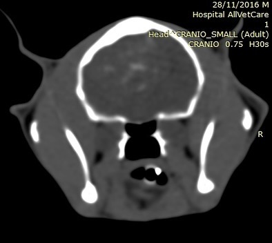 TAC: Contraste iodado em TAC veterinária (imagem 1 de 3)