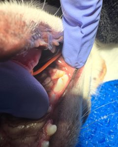 Dentisteria e Odontologia: Radiologia oral na doença periodontal (imagem 4 de 6)