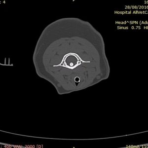 TAC: Hamartoma nasal em gato diagnosticado por TAC (imagem 1 de 2)