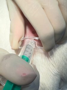 Ortopedia: Dor lombossagrada em cães e injeção epidural (imagem 4 de 4)
