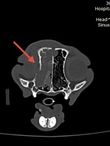 Oncologia: Carcinoma felino com lesão osteolítica invasiva (imagem 2 de 5)