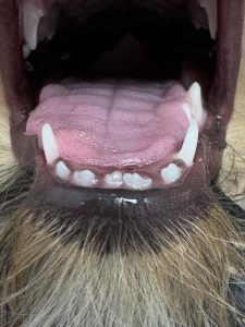 Dentisteria e Odontologia: Falha de brotos dentários em cachorro