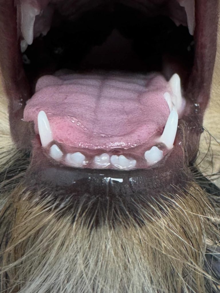 Dentisteria e Odontologia: Falha de brotos dentários em cachorro