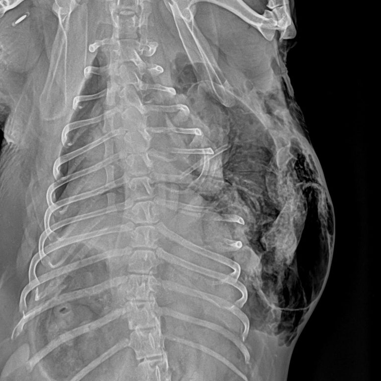 TAC: Trauma torácico grave em cão após luta