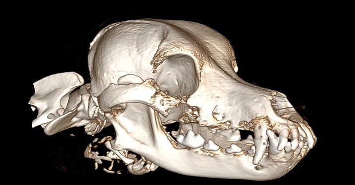 TAC: Carcinoma oral agressivo em cão (imagem 1 de 2)