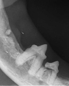 Dentisteria e Odontologia: Radiografia intraoral no tratamento periodontal (imagem 2 de 4)