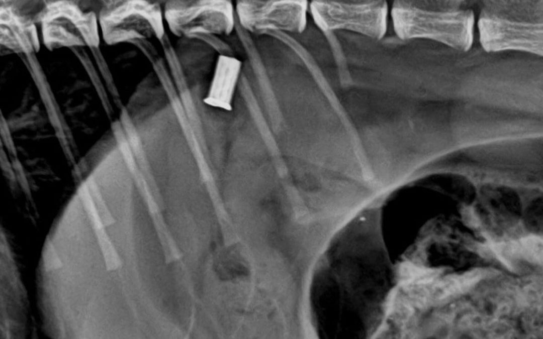 Gastroscopia remove corpo estranho em gato