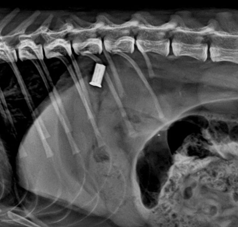 Endoscopia: Gastroscopia remove corpo estranho em gato (imagem 1 de 3)