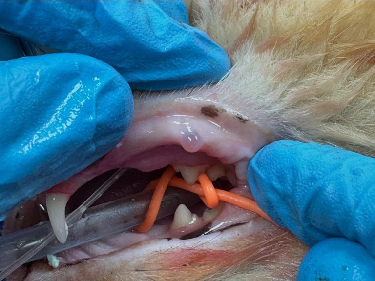 Medicina Interna: Sialocelos labiais em veterinária