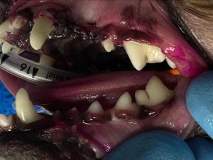 Dentisteria e Odontologia: Radiografias intra-orais no diagnóstico dentário (imagem 4 de 4)