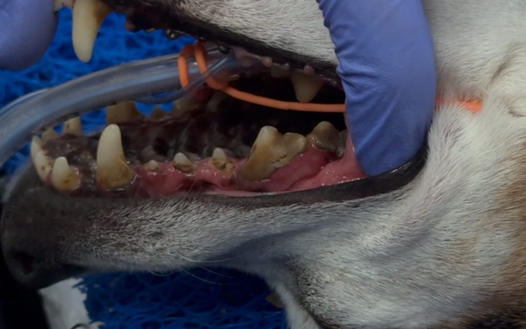 Avaliação da mobilidade dentária