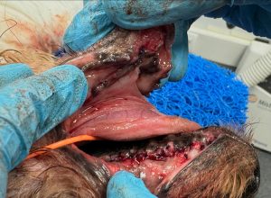 Dentisteria e Odontologia: Doença periodontal terminal em caso extremo (imagem 7 de 9)