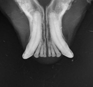 Dentisteria e Odontologia: Estabilização não invasiva da sínfise mandibular (imagem 1 de 3)