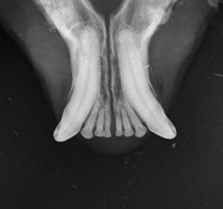 Dentisteria e Odontologia: Estabilização não invasiva da sínfise mandibular (imagem 1 de 3)