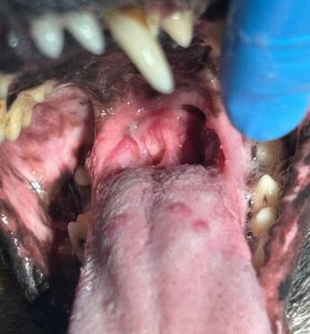 Dentisteria e Odontologia: Mancha na língua do cão: lesão ou anatomia normal? (imagem 2 de 2)