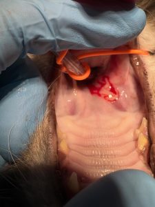 Dentisteria e Odontologia: Lesões orais que enganam (imagem 5 de 5)